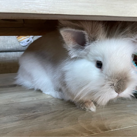 Meet your Posher, Anne - Picture 7 of 7